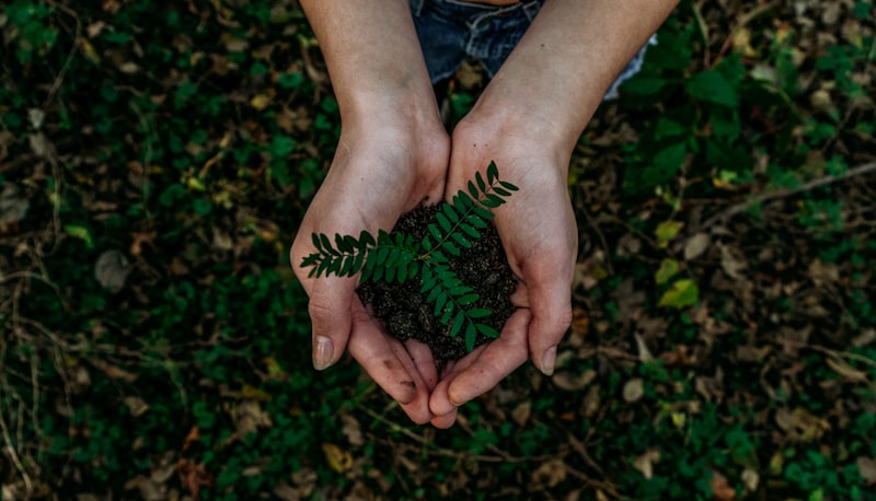Baumpflanzung für CO2-Kompensation